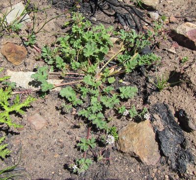 Pelargonium nanum, photographed by douglaseustonbrown