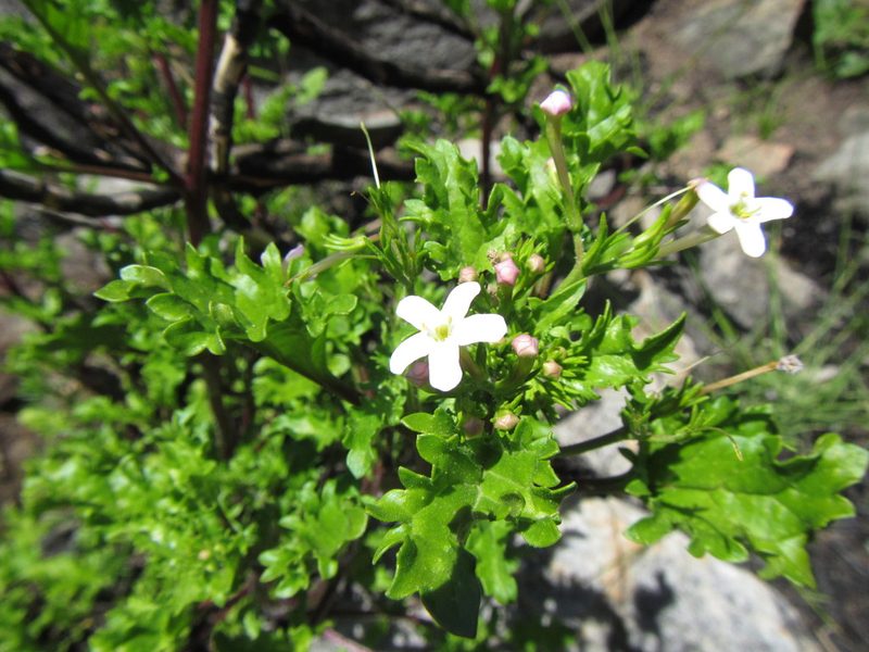 Sutera foetida, photographed by douglaseustonbrown