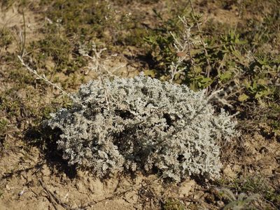 Artemisia fragrans, photographed by Roman