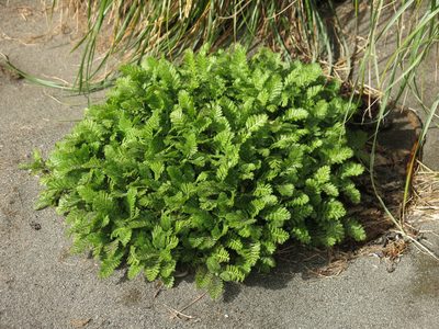 Leptinella plumosa, photographed by John Barkla