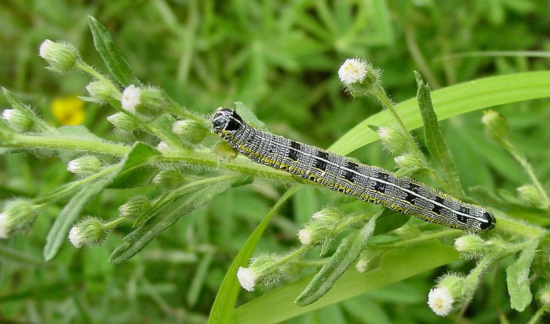 Laennecia schiedeana, photographed by Gordon C. Snelling