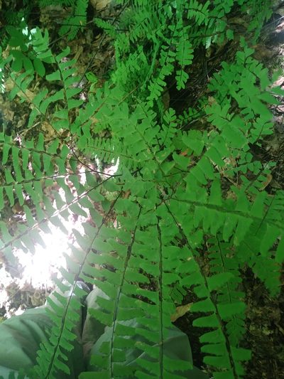 Adiantum viridimontanum, photographed by Chris Hoess