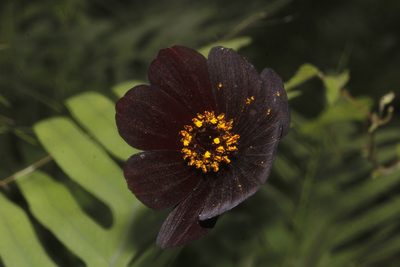 Cosmos atrosanguineus, photographed by Juan Cruzado Cortés