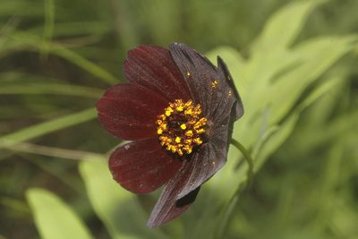 Cosmos atrosanguineus, photographed by Juan Cruzado Cortés