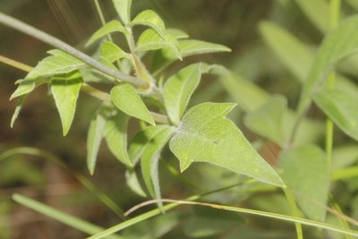 Cosmos atrosanguineus, photographed by Juan Cruzado Cortés