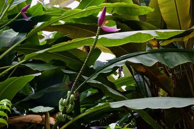 Musa ornata, photographed by jimsox