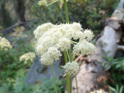 Angelica tomentosa, photographed by joergmlpts