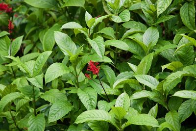 Odontonema cuspidatum, photographed by jimsox