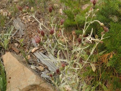 Cirsium douglasii, photographed by joergmlpts