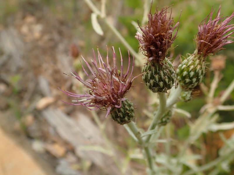 Cirsium douglasii, photographed by joergmlpts