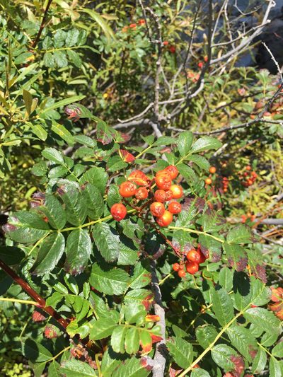 Sorbus californica, photographed by Scott Loarie