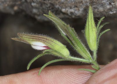Cordylanthus tenuis, photographed by Scott Loarie