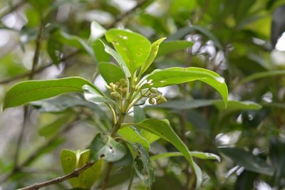 Chiococca phaenostemon, photographed by Neptalí Ramírez Marcial