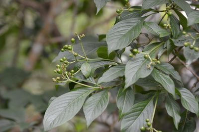 Coussarea chiapensis, photographed by Neptalí Ramírez Marcial