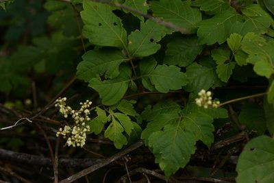 Serjania racemosa, photographed by Neptalí Ramírez Marcial