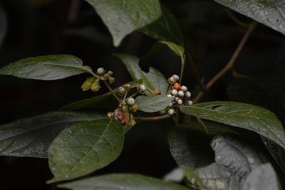Lycianthes sideroxyloides, photographed by Neptalí Ramírez Marcial