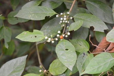 Lycianthes sideroxyloides, photographed by Neptalí Ramírez Marcial