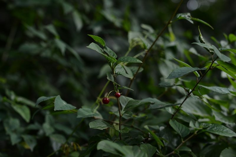 Lycianthes tricolor, photographed by Neptalí Ramírez Marcial