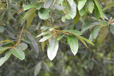 Styrax argenteus, photographed by Neptalí Ramírez Marcial