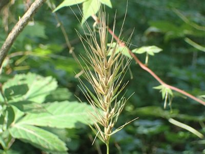 Elymus macgregorii, photographed by Yann Kemper
