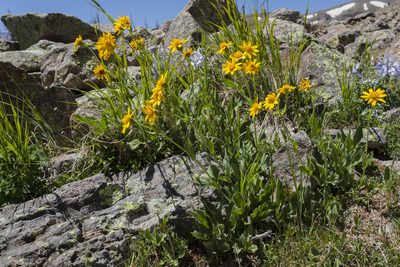 Arnica mollis, photographed by Cecelia Alexander