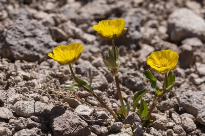 Ranunculus macauleyi, photographed by Cecelia Alexander