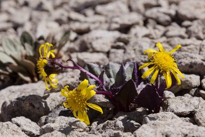 Senecio soldanella, photographed by Cecelia Alexander