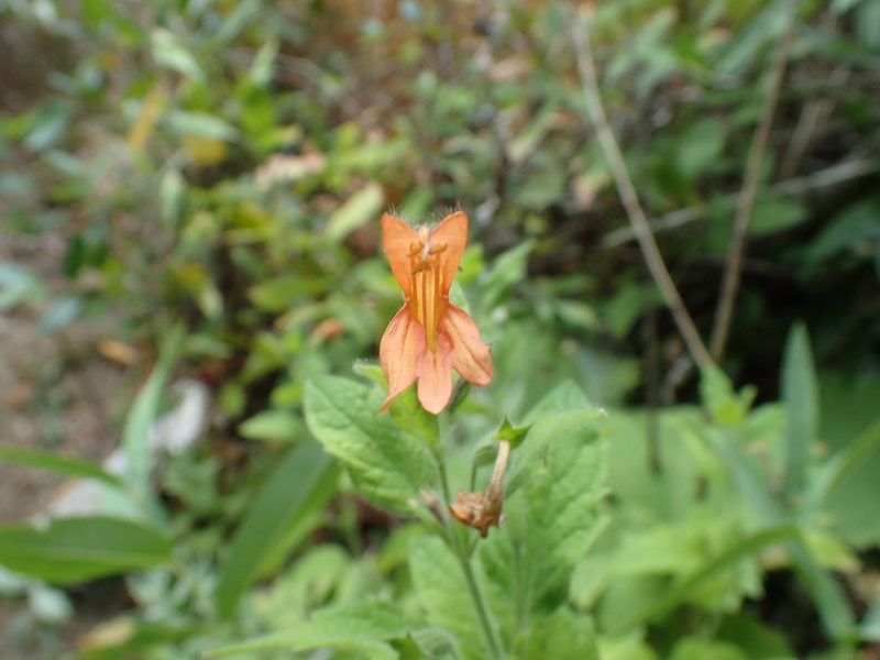 Clinopodium mimuloides, photographed by Scott Yarger