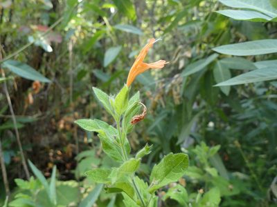 Clinopodium mimuloides, photographed by Scott Yarger