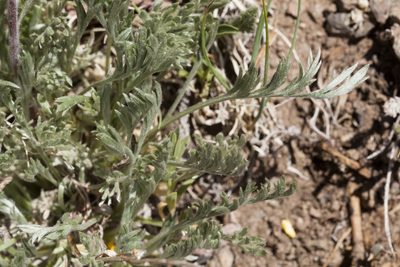 Artemisia campestris, photographed by Cecelia Alexander