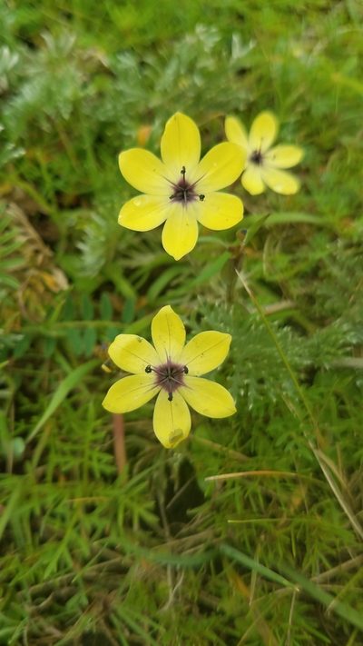 Sisyrinchium conzattii, photographed by Alan Rockefeller