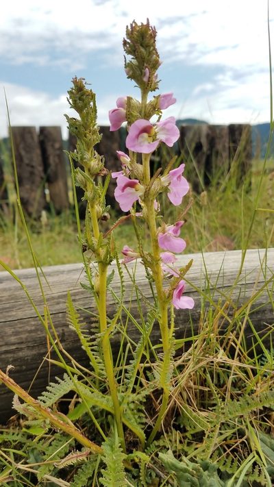 Pedicularis mexicana, photographed by Alan Rockefeller