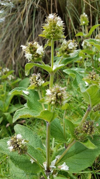 Lepechinia caulescens, photographed by Alan Rockefeller