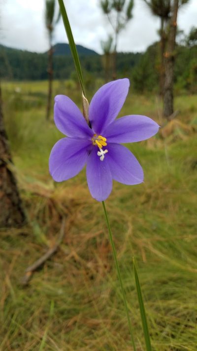 Tigridia longispatha, photographed by Alan Rockefeller