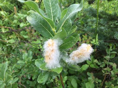 Salix commutata, photographed by Old Goat