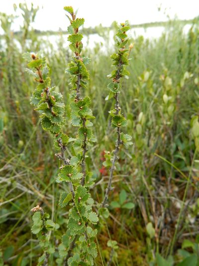 Betula michauxii, photographed by Louis Imbeau