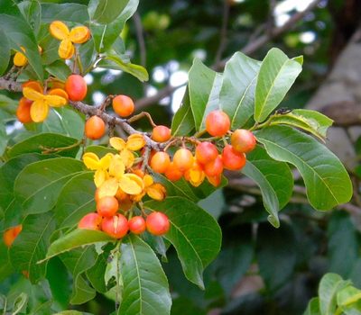 Casearia nitida, photographed by Francisco Farriols Sarabia