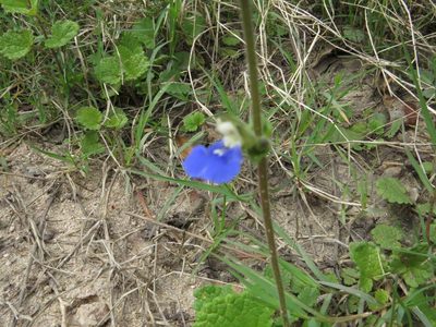 Salvia procurrens, photographed by Leonel Roget
