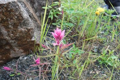 Castilleja raupii, photographed by Rose Zappa