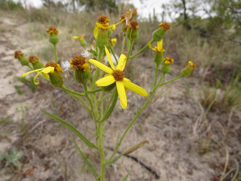Senecio heterotrichius, photographed by Leonel Roget