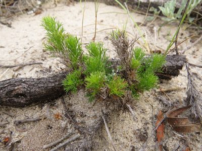 Sommerfeltia spinulosa, photographed by Leonel Roget
