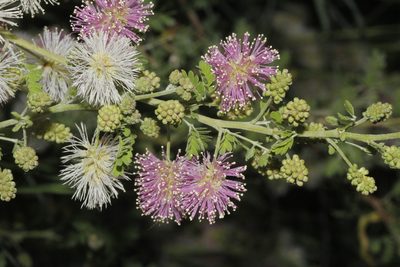 Mimosa monancistra, photographed by Juan Cruzado Cortés