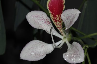 Bauhinia monandra, photographed by Juan Cruzado Cortés