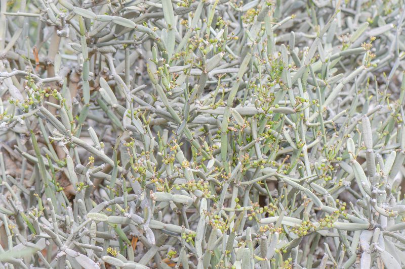 Cissus subaphylla, photographed by Morten Ross