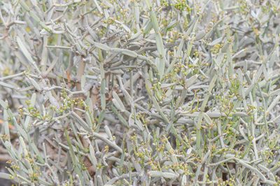 Cissus subaphylla, photographed by Morten Ross