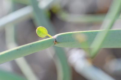 Cissus subaphylla, photographed by Morten Ross