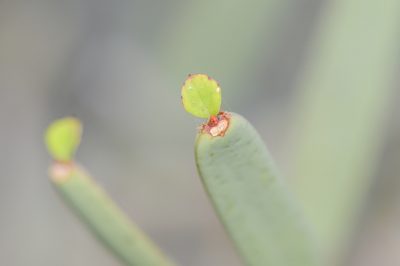 Cissus subaphylla, photographed by Morten Ross