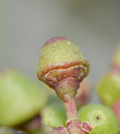 Cissus subaphylla, photographed by Morten Ross
