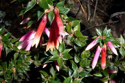 Epacris reclinata, photographed by Peter de Lange