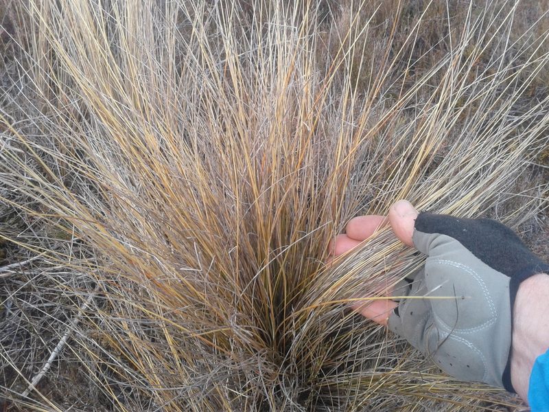 Chionochloa juncea, photographed by Brett Sandford